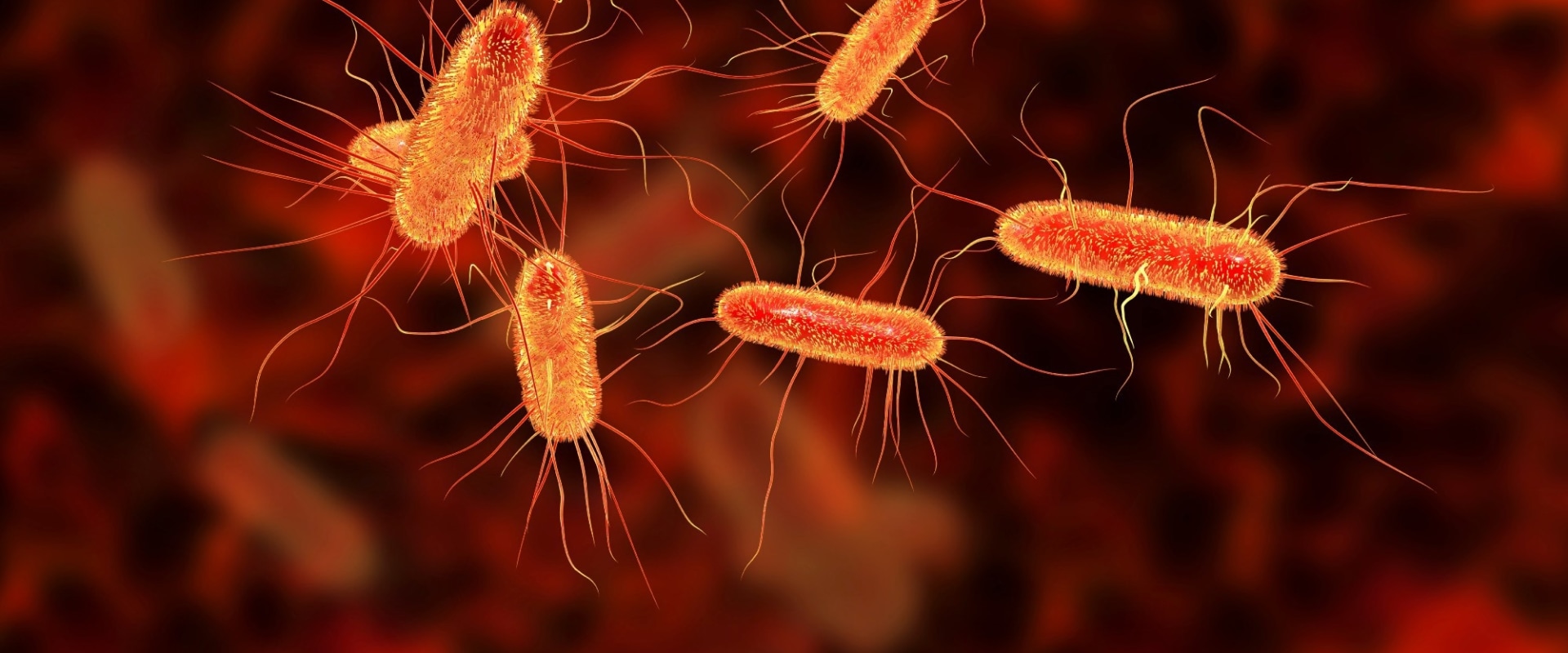 Diagnosing Common Bacterial Diseases