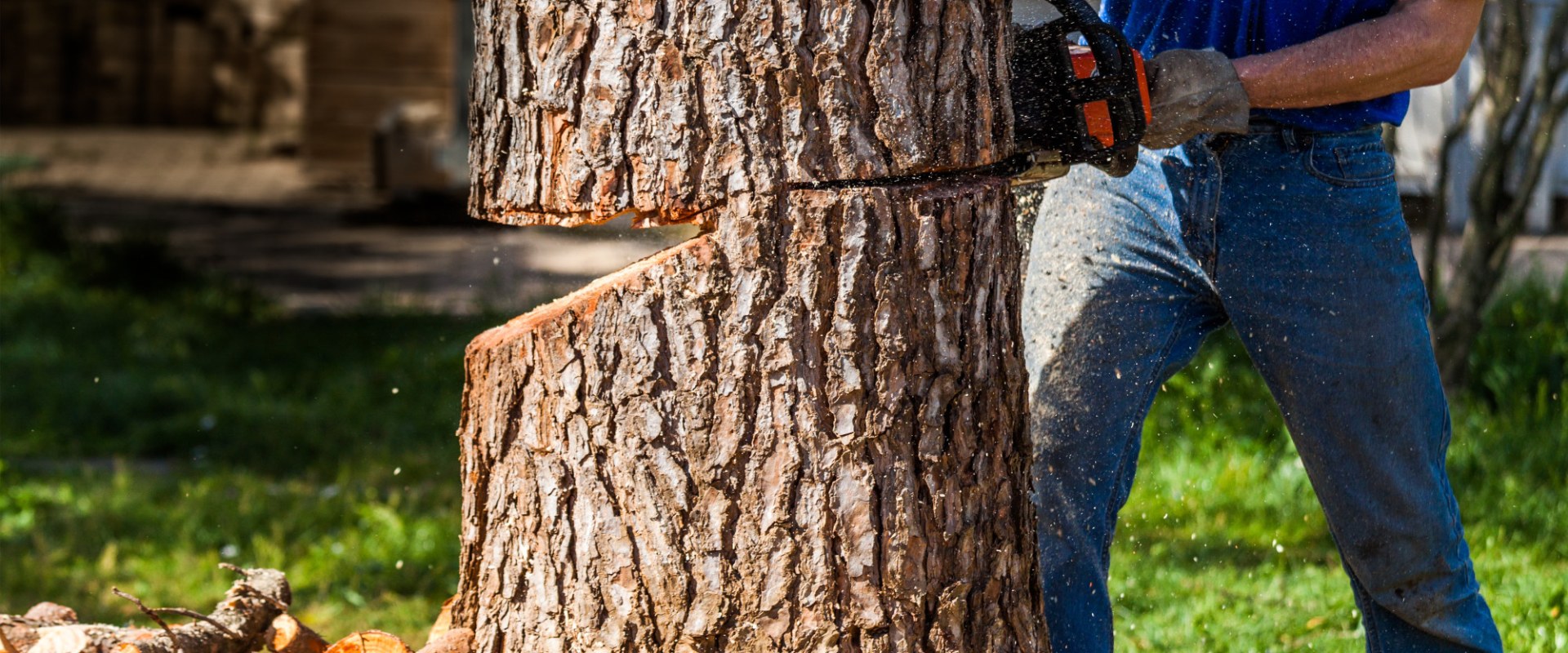 Factors Affecting Tree Trimming Costs