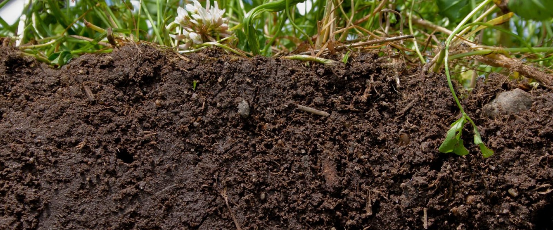 Improving Soil Drainage with Compost or Mulch