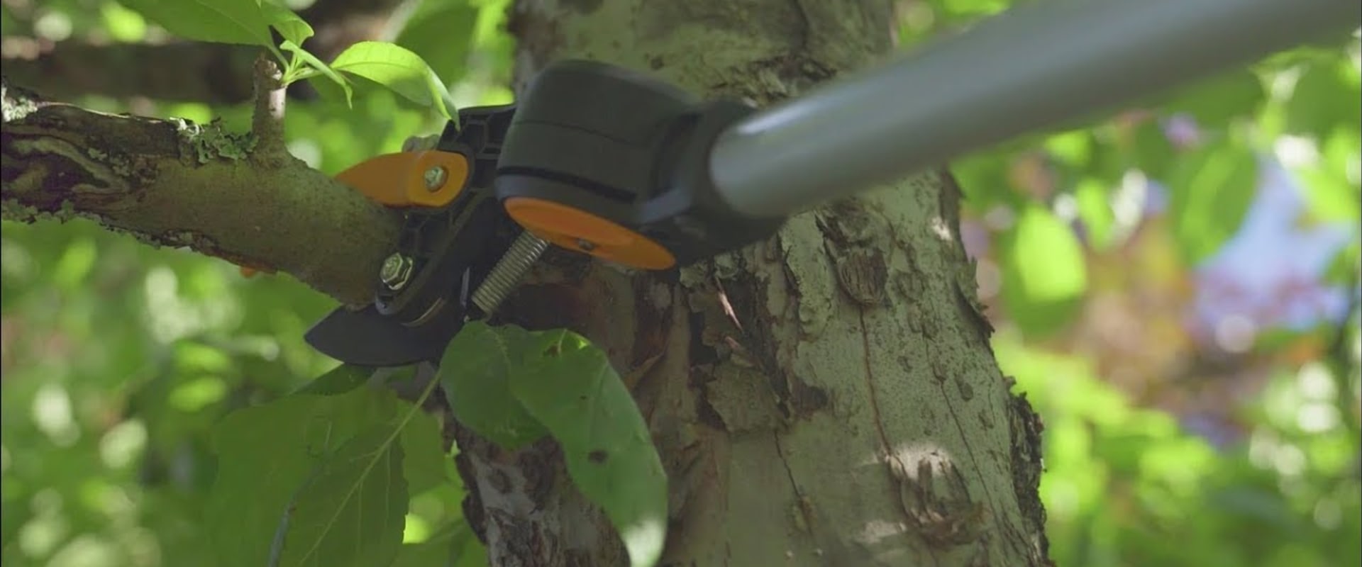 Tree Trimming with Lopping Shears and Saws