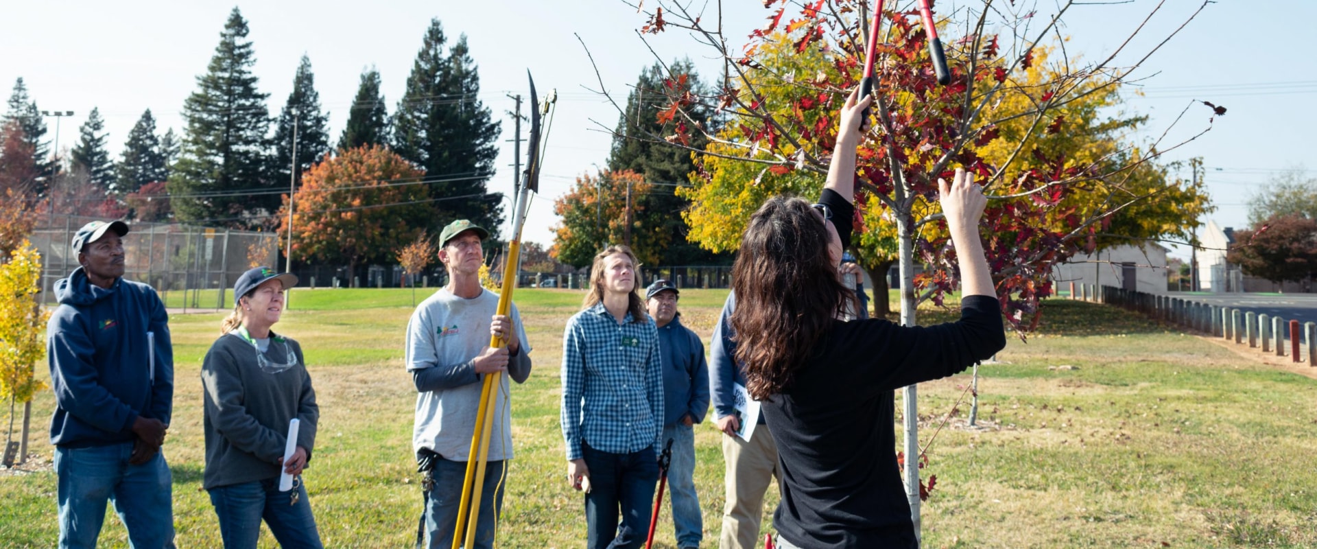 Pruning Young Trees: An Overview