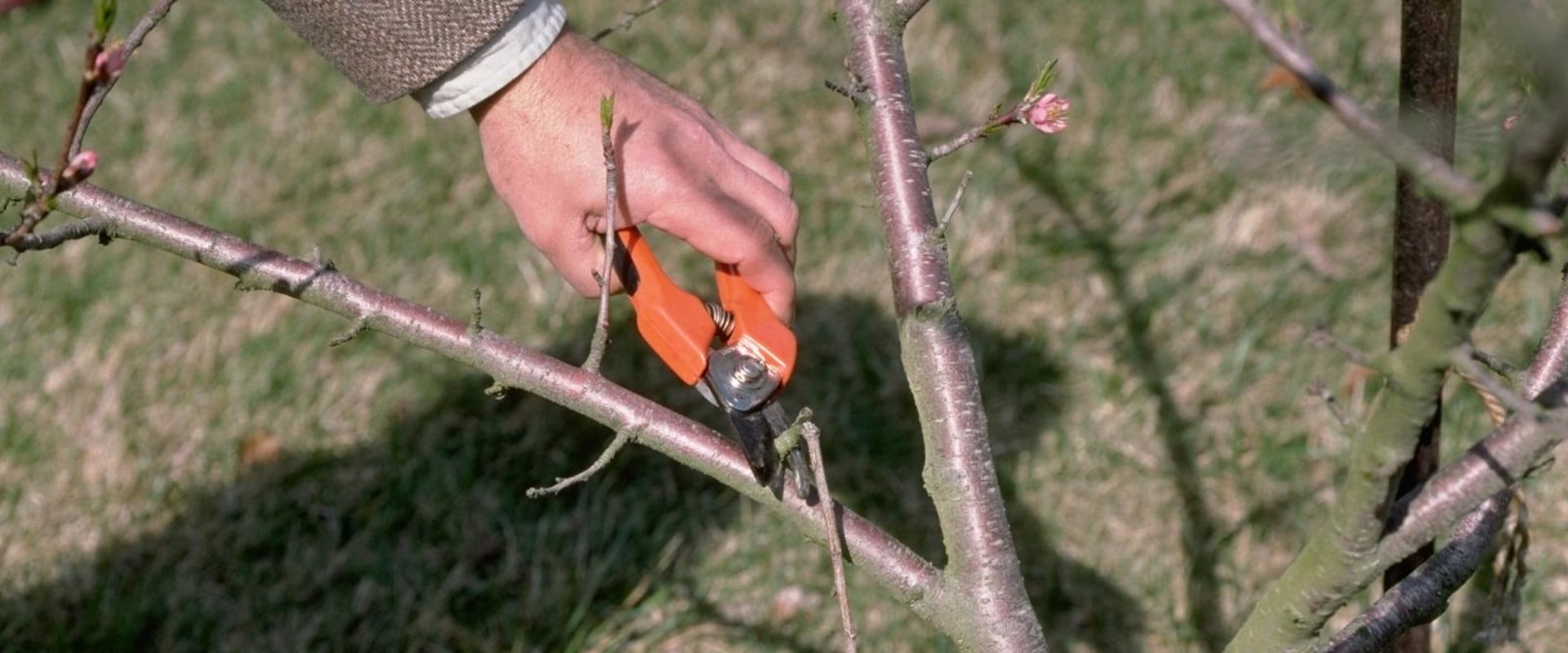 How to Prune Trees Correctly