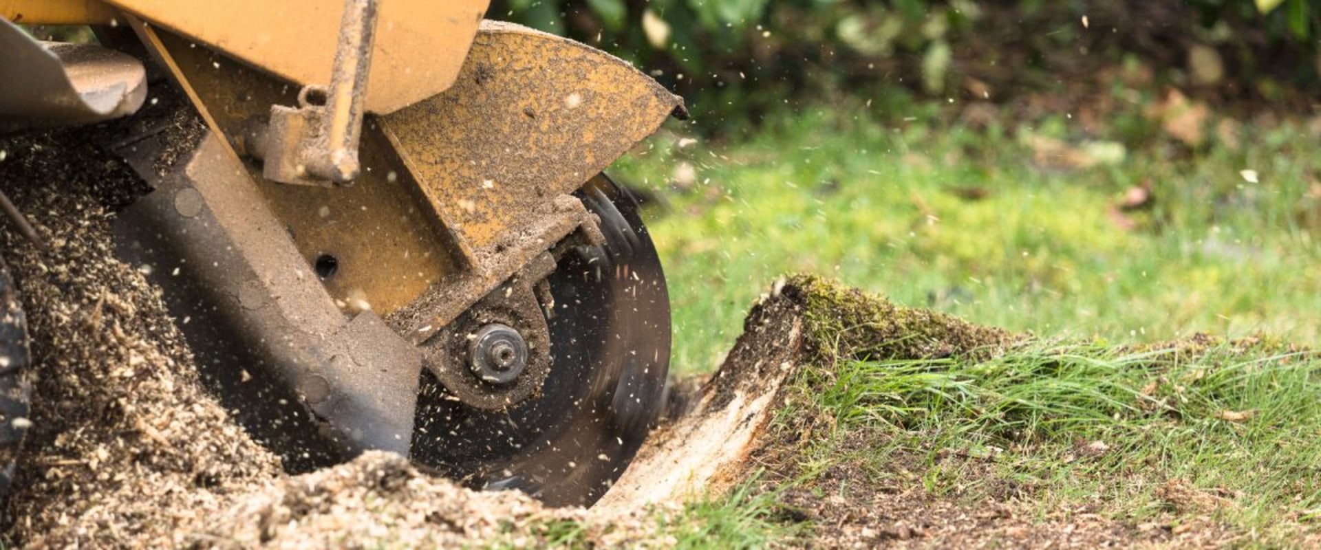 Assessing the Risks of Stump Grinding and Removal