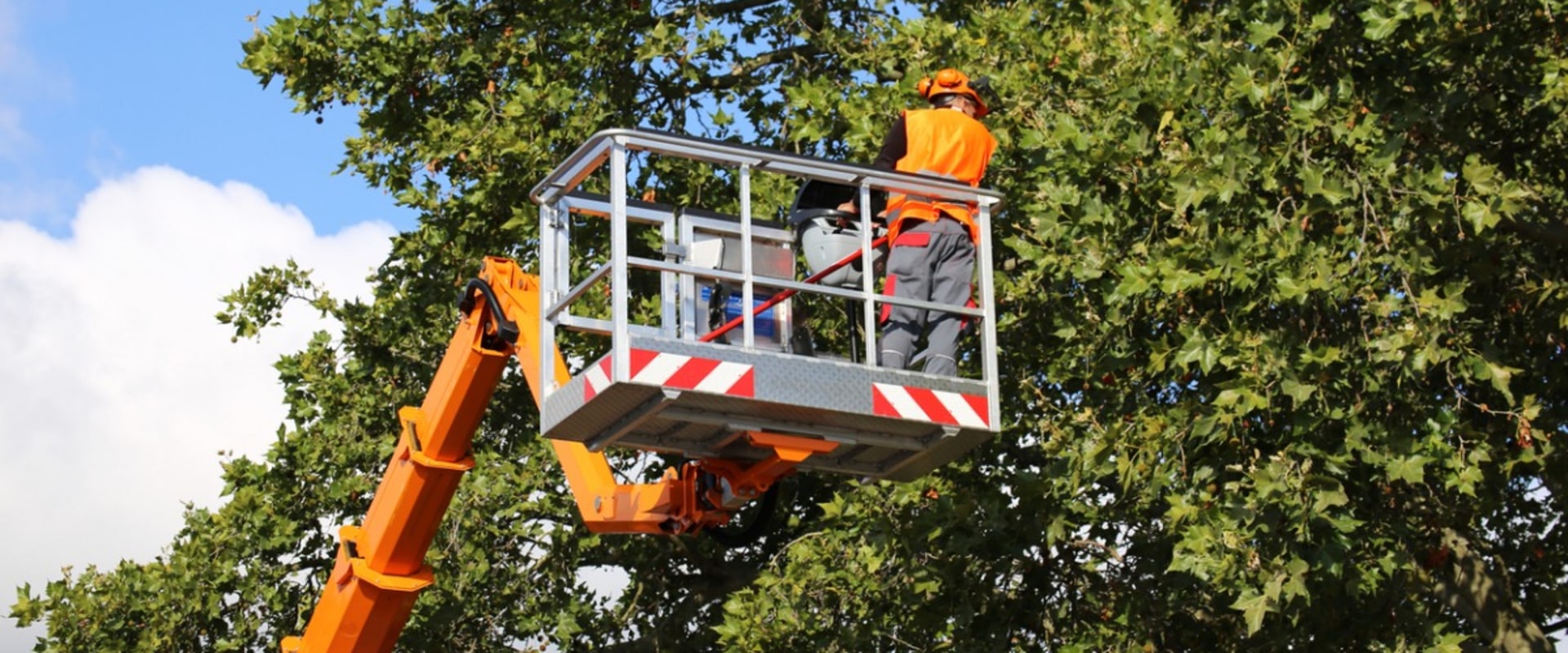 Evaluating the Work of a Tree Service Company