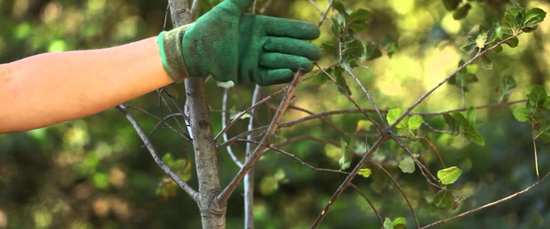 Removing Dead or Diseased Branches: A Tree Pruning Process