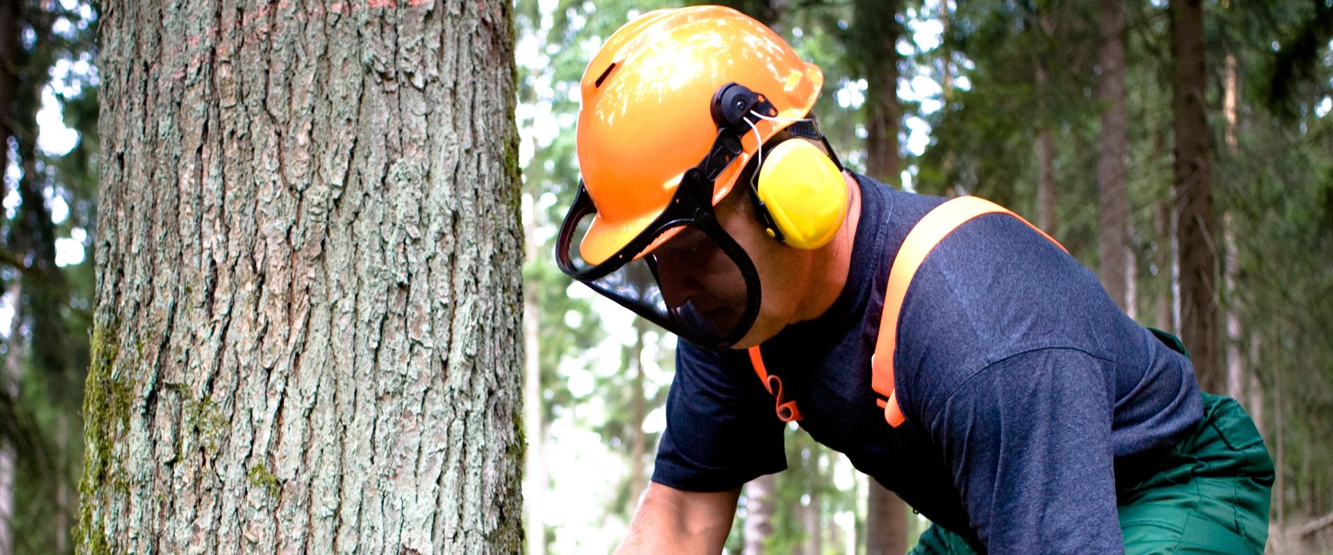 Safety Equipment For Tree Cutting