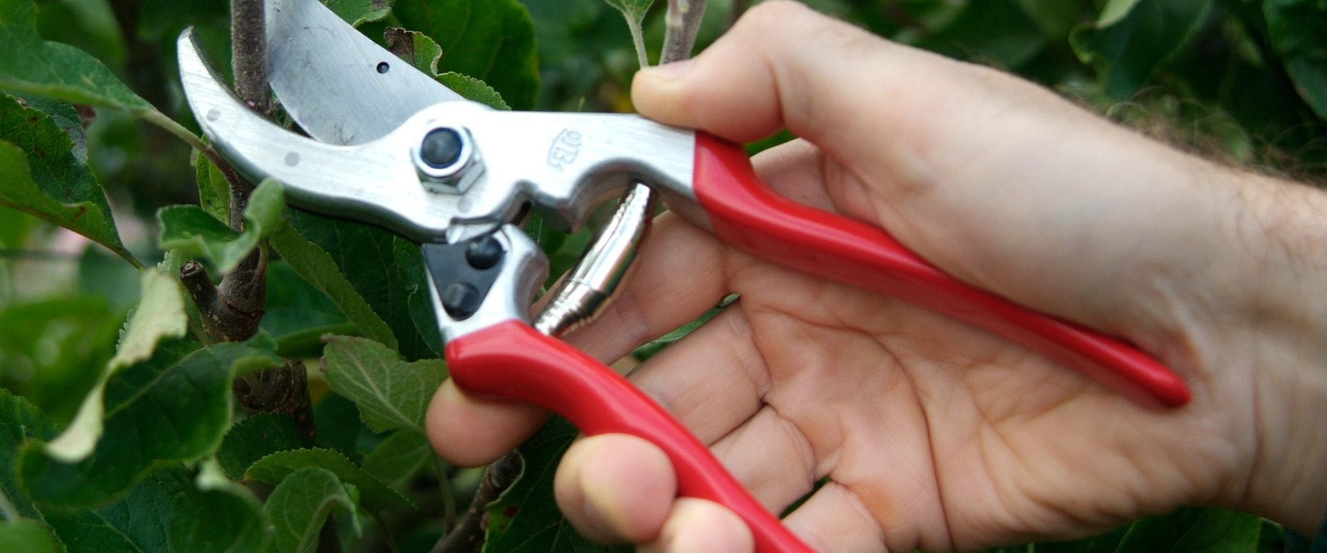 Lopping Shears and Saws: An Overview