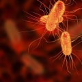 Diagnosing Common Bacterial Diseases