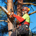 Average Cost of Tree Trimming