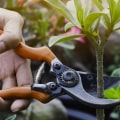 Pruning Techniques and Methods