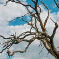 Dead Tree Removal: Everything You Need to Know