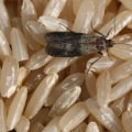 Identifying Common Pests