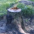 Removing a Stump Safely: A Step-by-Step Guide
