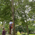 Choosing the Right Equipment for Tree Trimming