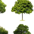 Tree Assessment: What to Know