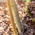 Mulch for Trees: All You Need to Know