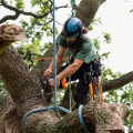 Tree Cutting - An Overview