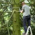 Dangerous Tree Removal: Everything You Need to Know