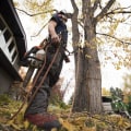 Finding the Right Tree Service Company for Your Needs