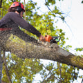 Choosing the Right Tree Service Company: Checking Reviews, References, and Licensing Information