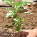 Creating a Healthy Soil Environment for Trees