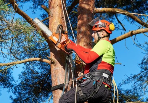Average Cost of Tree Trimming