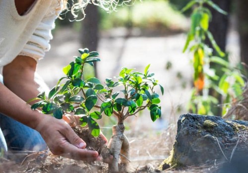 Tree Watering: How to Keep Your Trees Healthy and Thriving