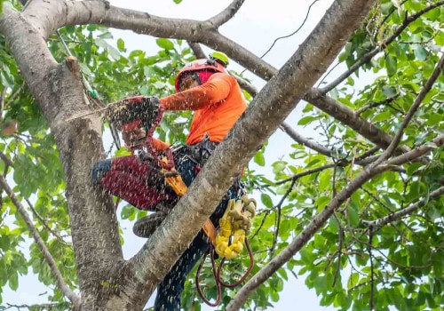 Tips for Reducing Tree Cutting Costs