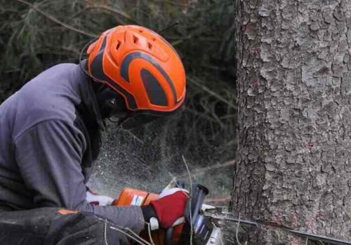 Preparing for Tree Cutting: A Safety and Preparation Guide