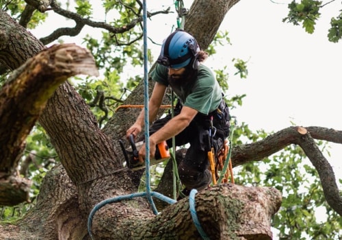 Tree Removal: A Comprehensive Overview