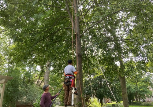 Choosing the Right Equipment for Tree Trimming