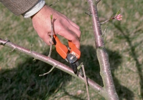 How to Prune Trees Correctly