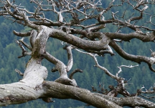 Understanding Deadwood Pruning