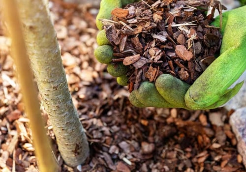 Mulch for Trees: All You Need to Know