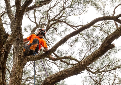 Evaluating a Tree Service Company's Work: Checking for Debris