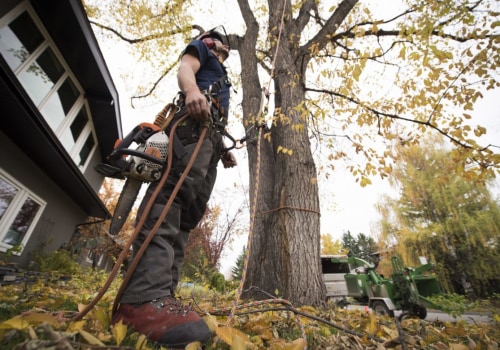 Finding the Right Tree Service Company for Your Needs