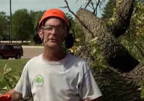 Personal Protective Equipment (PPE) for Tree Cutting