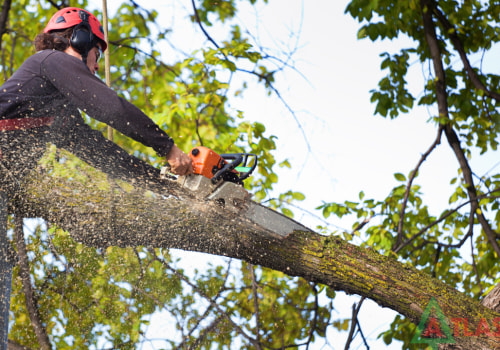 Choosing the Right Tree Service Company: Checking Reviews, References, and Licensing Information